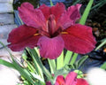Lousiana Iris Plant - Red Velvet Elvis - 3 Mature Size Fans - Blooms 1st Year by Unknown