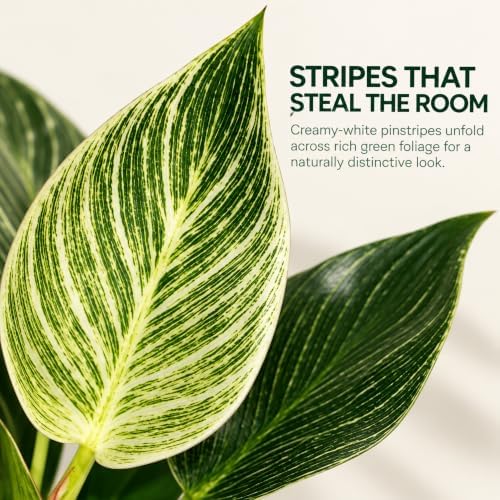 Philodendron Birkin Live Plant - 4" Pot Indoor Air Purifying Houseplant - Image 2
