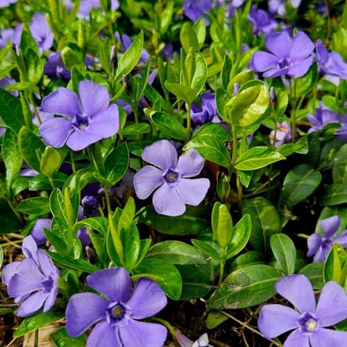25 Vinca Periwinkle Live Plants, Hardy Flower Plant, 6-8 Inch Tall - Image 2