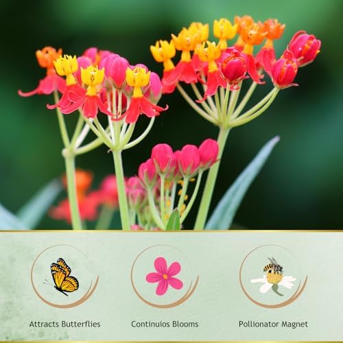 American Plant Exchange Milkweed Tropical Plants – 6-Inch Pot 3-Pack – Live Tropical Red & Yellow Flowering Butterfly Weed, Monarch Host Plant for Pollinators, Bees & Outdoor Gardens - Image 3