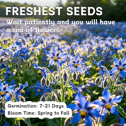 LUOJIBIE Borage Seeds, 2,000+ Blue Borage Seeds for Planting Outdoor & Indoor, Flower Seeds Bulk for Garden, Non-GMO & Heirloom, Easy to Grow - Image 7
