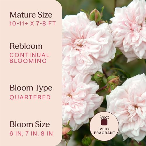 Heirloom Climbing Roses, Live Own Root Plant, Awakening™ - Image 6