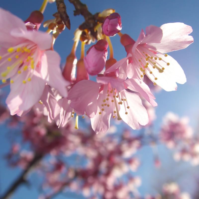 Pink Cherry Blossom Tree Live Plant, Landscape Bloom Tree, 8-12 Inch Tall - Image 5