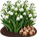 Summer Snowflake Bulbs for Planting – Leucojum aestivum – White Bell Shaped Flowers with Green Tips – Spring Blooming Perennial Flower Bulbs, 100 Bulbs by CZGrain