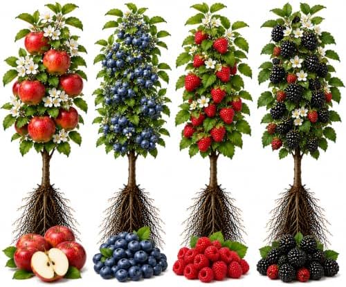 8 Bare Root Fruit Plants | 2 Each Apple, Blueberry, Raspberry & BlackBerry by CZGrain
