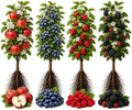 8 Bare Root Fruit Plants | 2 Each Apple, Blueberry, Raspberry & BlackBerry by CZGrain