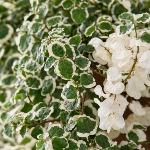 Variegated Creeping Fig Vine - Ficus Pumila Variegata - 30 Live Fully Rooted 2 Inch Plants - Climbing Ivy - Image 3