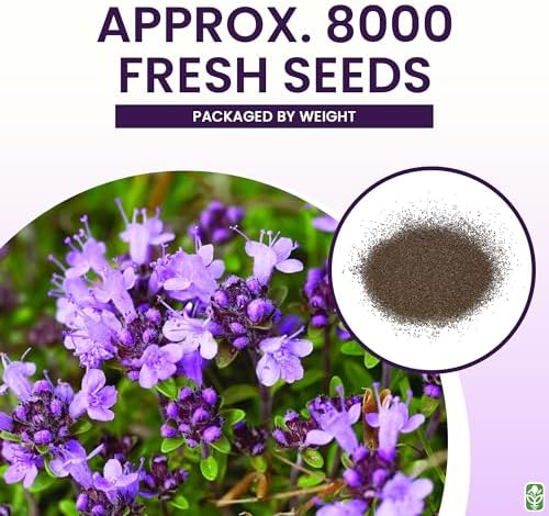 Creeping Thyme Seeds - Dense Ground Cover for Landscaping - 8,000+ Seeds - Outdoor Planting - Grown in The U.S.A - Image 3