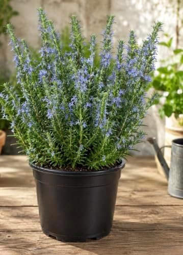 Tuscan Blue Rosemary Live Plant, Fragrant Herb, 3.5" Pot by Unknown