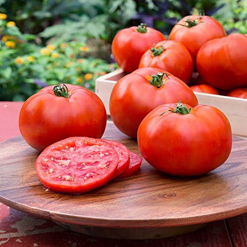 Live Tomato Plants Better Boy Red 4" Set of 4 - Image 2