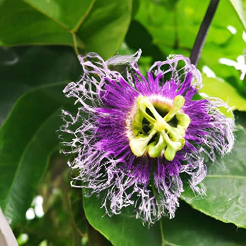 Passion Fruit Live Plant 4 Pack – 'Possum Purple' (Maracuya) — Self-Fertile Passiflora edulis Vine for Trellis, Arbor & Containers — Fast Growing Sweet Purple Fruit. Easy Edible Garden Starter - Image 5