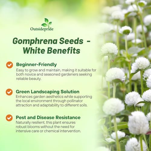 Outsidepride White Gomphrena Seeds - 2000 Pcs Annual, Heat & Drought Tolerant, Pollinator Friendly Globe Amaranth Seeds for Planting w/Vibrant Round Blooms for Beds, Borders, and Arrangements - Image 3