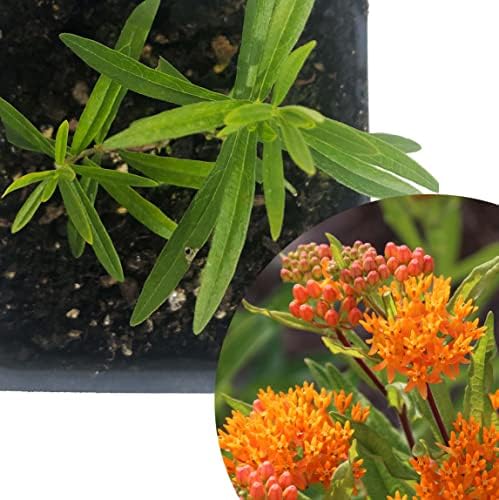 Organic Butterfly Milkweed Plant, (Asclepias tuberosa) 2.5 inch Pot - Orange Milkweed, Butterfly Weed, Chieger Flower, Chiggerflower, Indian Paintbrush, Pleurisy Root - Image 2