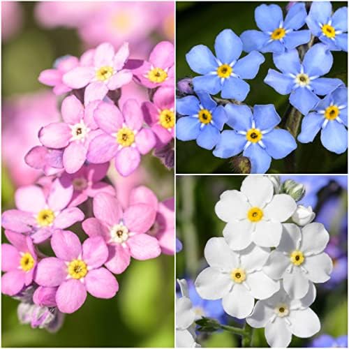 Seed Needs Forget Me Not Seeds Variety Pack of 3 Flowers for Planting - Image 2
