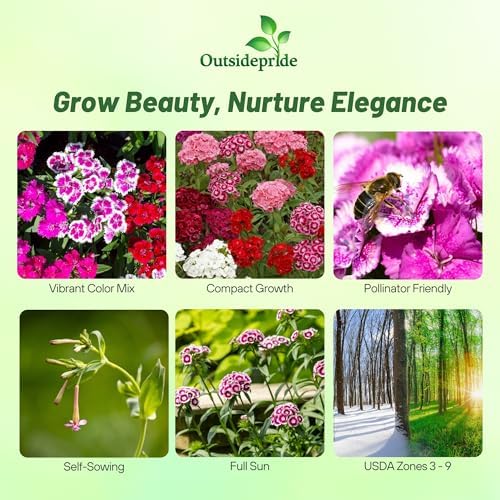 Outsidepride Sweet William Dianthus Seeds - 5000 Pcs. Perennial, Winter Hardy Wildflower Seeds w/Fragrant & Vibrant Blooms, Ideal for Pollinator Gardens, Cut Flowers & Colorful Landscaping (Pack of 2) - Image 2