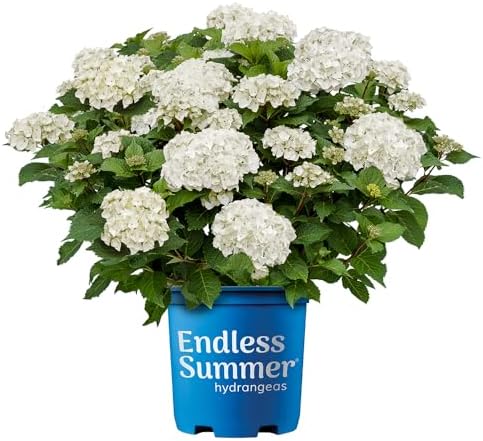 Endless Summer 1 Gal. Hydrangea Dream Cloud Shrub by Endless+Summer