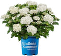 Endless Summer 1 Gal. Hydrangea Dream Cloud Shrub by Endless+Summer