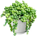 Sprout N Green 4" String of Pearls with White Stripe Pot, Live Trailing Succulent House Plant for Home Office Wedding Hanging Decoration, DIY Projects, Party Favor by SproutNGreen