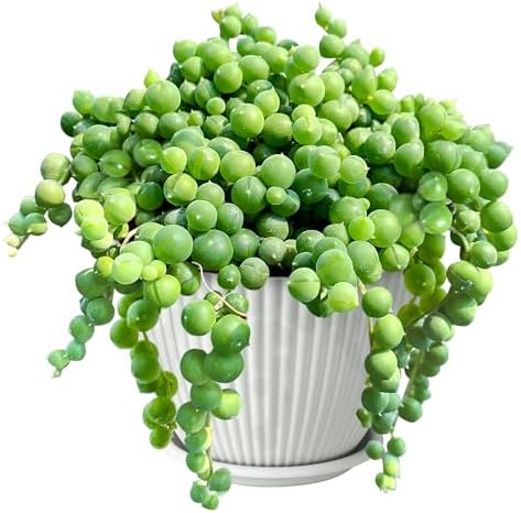 Sprout N Green 4" String of Pearls with White Stripe Pot, Live Trailing Succulent House Plant for Home Office Wedding Hanging Decoration, DIY Projects, Party Favor by SproutNGreen
