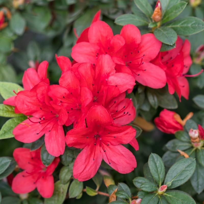 Red Azalea Plant in 4" Pot, 8-10" Tall, Azalea Bush Rhododendron - Image 5