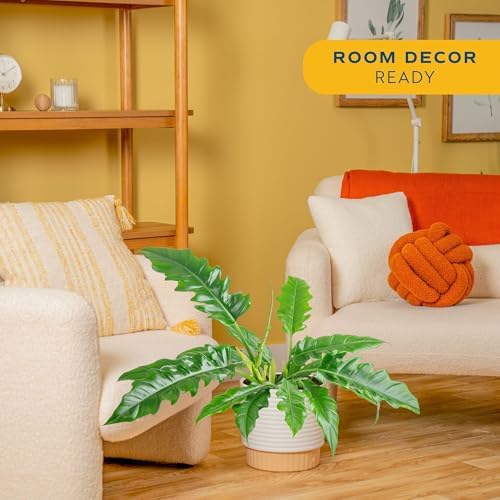 Costa Farms Philodendron, Live Indoor Plant, Tropical Houseplant - Image 2