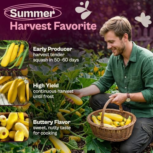 SVI 50 Straightneck Summer Squash Heirloom Vegetable Seeds, Cucurbita Pepo - Image 3