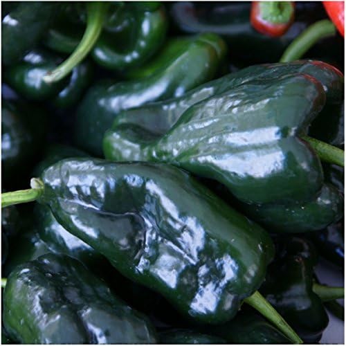 Seed Needs Ancho Grande Pepper Seeds to Plant Vegetables - 1 Pack - Image 2
