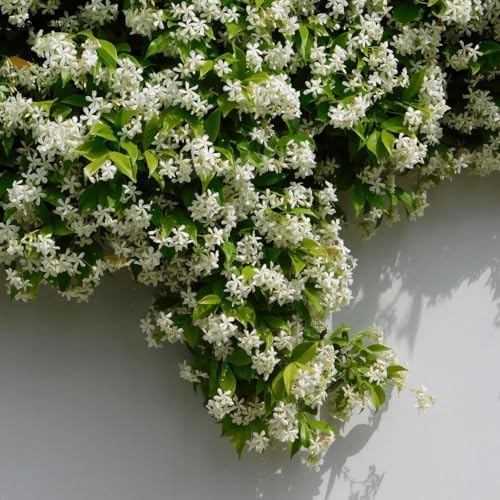 Daisy Ship Star Jasmine Fast-Growing Climber - 4 x 2 inch Bags - Image 7