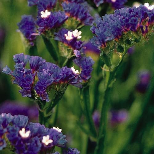 1000+ Mix Statice Pastel Seeds for Planting Outdoors-Annual Limonium Sinuatum Beautiful Flowers Seeds- Non-GMO Heirloom for Home Garden - Image 4
