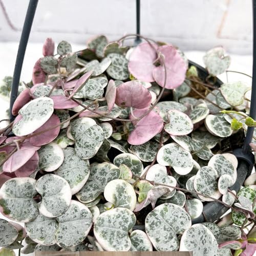 Variegated String of Hearts Succulent Trailing Vine, Indoor Houseplant Live in Pot - Image 4