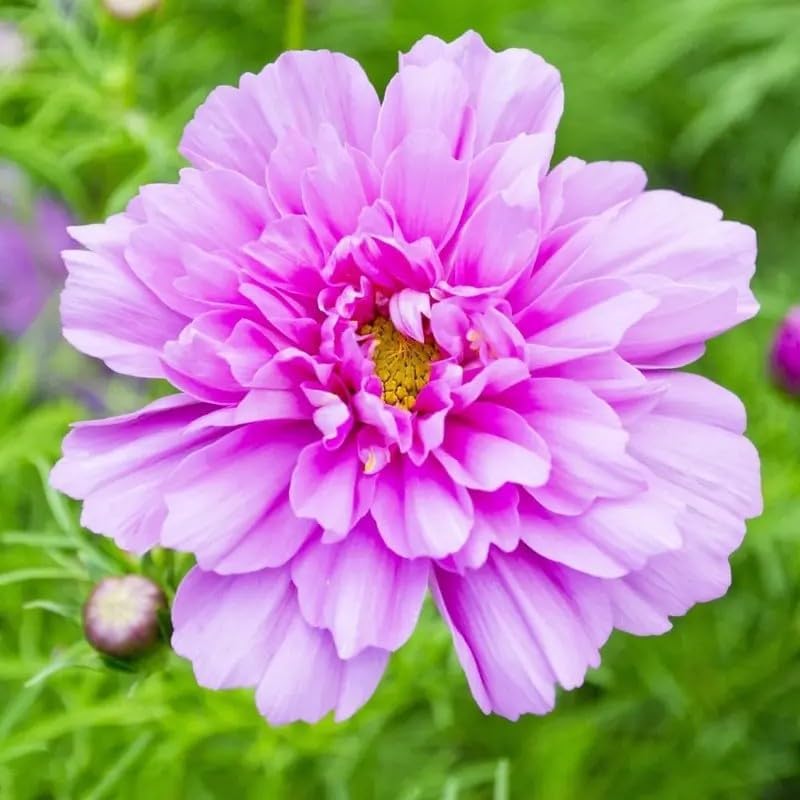 1000 Double Cosmos Seeds for Planting – Fully Double Blooms, Mixed Colors, Open-Pollinated Annual Wildflowers, Attract Butterflies & Bees, Cut Flower & Garden Bedding Use - Image 2
