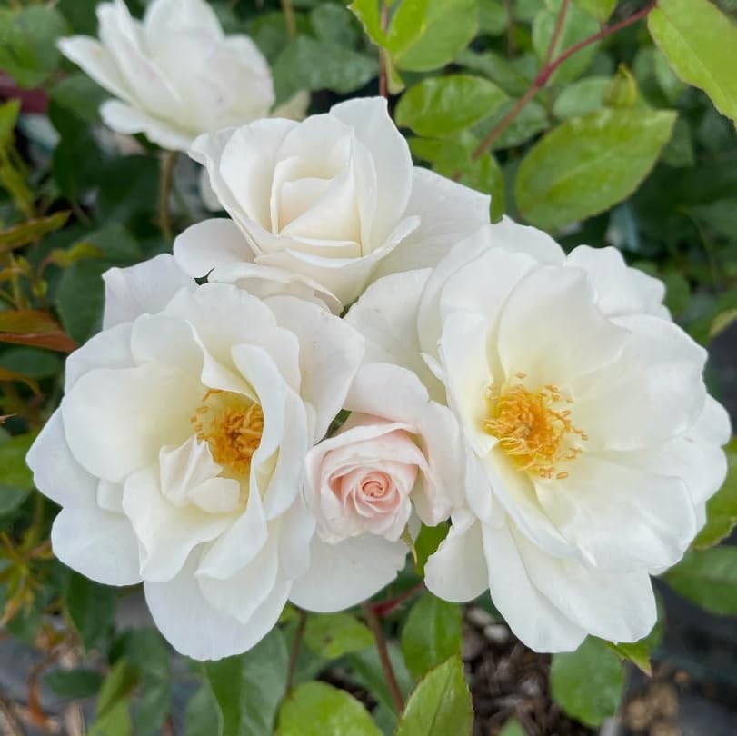White Climbing Roses Live Plants 7-12 "Tall 5" Pot, Heirloom Roses Climber Repeat Flowering, Vibrant Blooms, Hardy Shrub Outdoor Garden Flower - Image 5