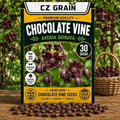 30 Chocolate Vine Seeds | Akebia Quinata Climbing Vine Seeds by CZGrain