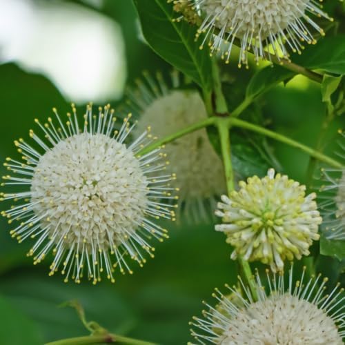 Buttonbush Live Plant, Native Buttonbush 12-18 Inch Tall in 4" Pot - Image 7