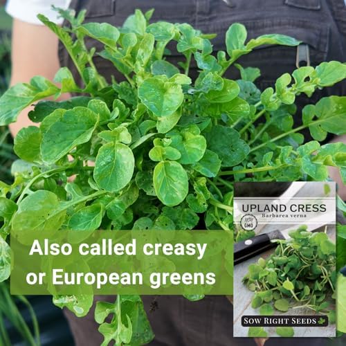 Sow Right Seeds - Upland Cress Seed for Planting Indoor Kitchen Garden - Image 3