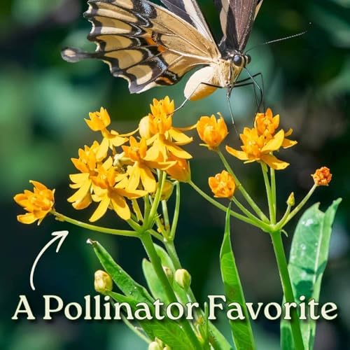 Live Yellow Milkweed Plant (Asclepias Curassavica) – 3 Gallon Pot, 28–34” Tall – Butterfly Host & Pollinator Attractor for Outdoor Gardens, Monarch Habitat Native Perennial, Grown in the USA - Image 2