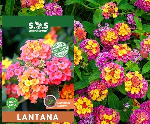 50 pcs Lantana Flower Seeds – Colorful Perennial Seeds | Drought-Tolerant by seedsofstrength