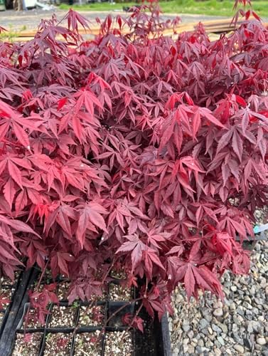 Bloodgood Red Japanese Maple Tree - 2 Year Live Plant - Acer palmatum 'Bloodgood' by - Japanese Maples and Evergreens - Image 2