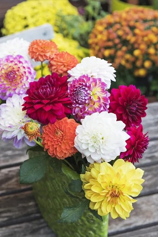 Dwarf Dahlia Mix Seeds, 300+ Non-GMO Heirloom Seeds, Compact Cold-Hardy & Drought-Tolerant Perennial, Vibrant Blooms for Garden Borders, Containers & Patios - Image 5