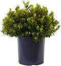 Green Promise Farms Rhododendron X GEM` Evergreen, 3-Size Container, Bluish Purple Flowers by GreenPromiseFarms
