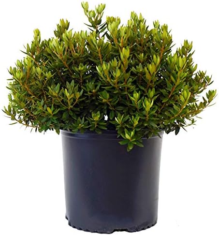 Green Promise Farms Rhododendron X GEM` Evergreen, 3-Size Container, Bluish Purple Flowers by GreenPromiseFarms