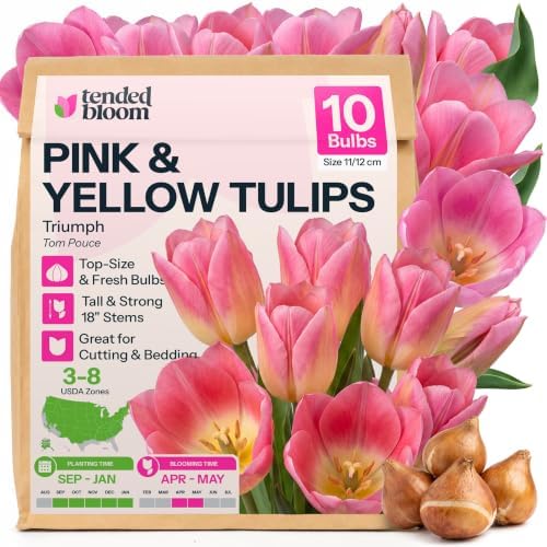 10 Pink Tulip Flower Bulbs Triumph Tom Pouce Tulipa Non GMO by Unknown