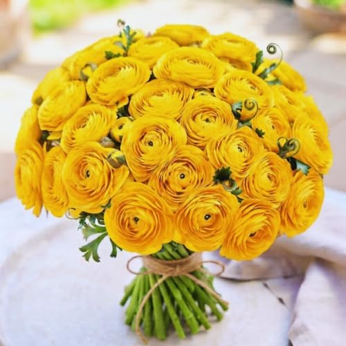 25 Yellow Ranunculus Bulbs for Fall Planting, Ranunculus Flower Spring - Image 3