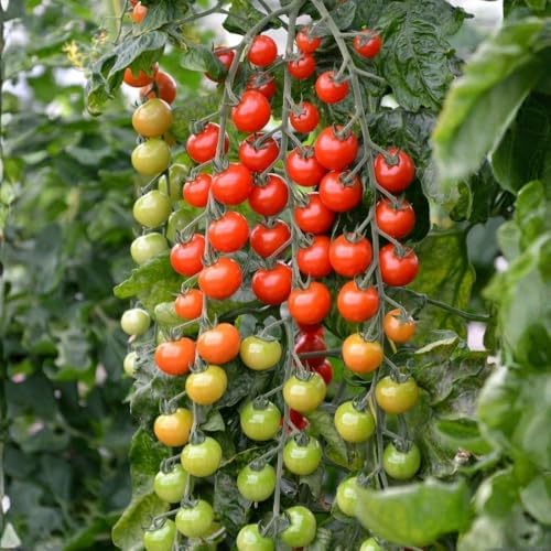 Cherry Tomato Plants Live for Planting, 4 Inch Pot by HILROQG