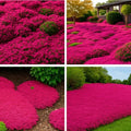 30000 Red Creeping Thyme Seeds, Thymus praecox Cover for Lawns & Gardens by Unknown