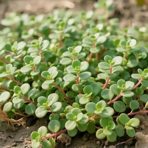 Purslane Seeds, 3000pcs, Heat Tolerant Edible Herb, Low Maintenance, Ideal for Raised Beds, Containers and Urban Gardening - Image 4