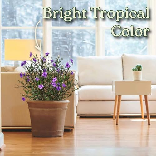 Tropical Plants of Florida Purple Ruellia Live Plant - 3 Gallon 26 to 34 Inch Tall Flowering Shrub Outdoor Garden Border Hedge Plant - Image 5