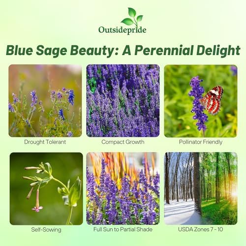 Outsidepride Blue Sage Seeds - 1/4 Lb. Perennial, Drought-Tolerant & Deer-Resistant Wildflower Seeds w/Fragrant Blooms for Pollinator Attractant for Butterfly & Hummingbird Gardens & Landscaping - Image 2
