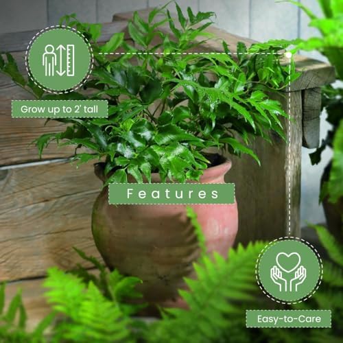 American Plant Exchange Holly Fern – 6-Inch Pot – Live Easy Care Shade-Loving Plant, Versatile Green Foliage for Home, Garden, Landscape, or Patio Decor - Image 5