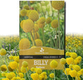 Outsidepride Billy Button Craspedia Globosa Seeds - 1000 Pcs Perennial, Hardy & Drought Tolerant, Flower Seeds for Planting w/Yellow Spherical Blooms, Ideal for Cut Flower & Pollinator Gardens by Outsidepride